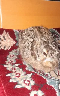 خرگوش ماد