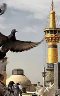 یا ضامن آهو