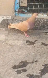 کبوتر ماده زرد