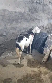 قوچ