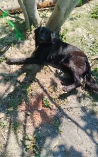 واگذاری رایگان ژرمن بلک ماده