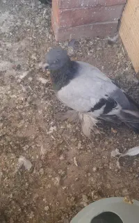 کبوترپاپر