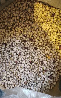 بذر لوبیا چیتی بوجار شده درجه یک