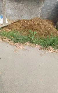 کودحیوانی  ( گاوی)