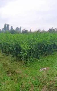 انواع نهال مرکبات وسیاه ریشه ونهال استوایی
