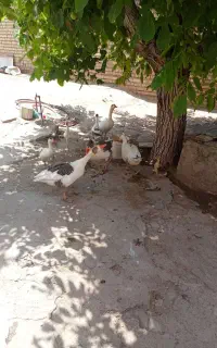 غاز