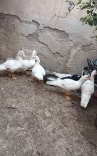 اردک اسرائیلی