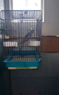 جفت عروس هلندی نر وماده