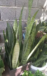 گل و گیاه