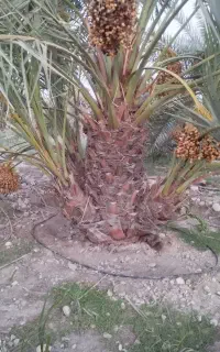 پاجوش برحی