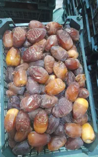 رطب کبکاب تازه