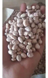 لوبیا درجه یک ۳۵۰