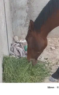 اسب مادیون اروم سرحال