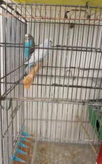 ۶ جفت مرغ عشق