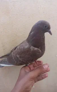 کبوتر کاشانی نژاد دار معاوضه با مرغ عشق
