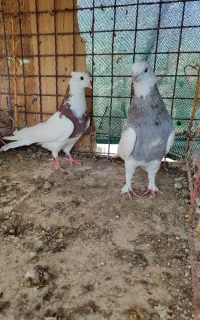 کبوتر