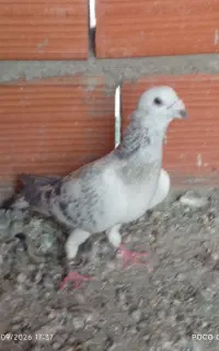 کفتر