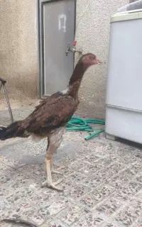 دو عدد مرغ لاری افغان