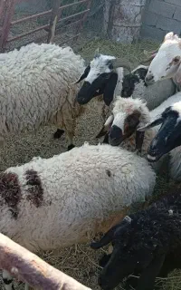 سلام چنتا راس میس فروشی