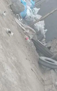کبتر