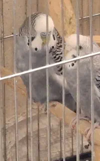 مرغ عشق