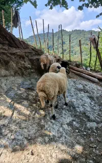 ۳عدد بره نر