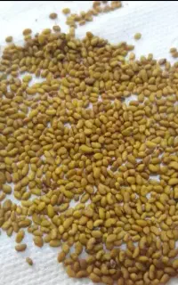 طلای سبز آذر بایجان