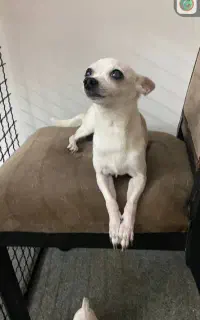 سگ پاکوتاه شیواوا