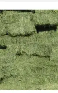 یونجه مرغوب بومی
