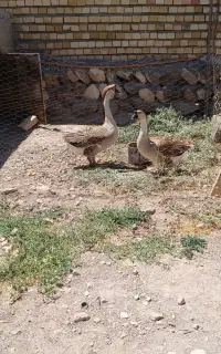 غاز اوکراینی