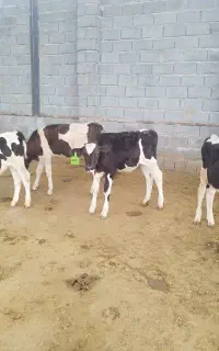 گوساله