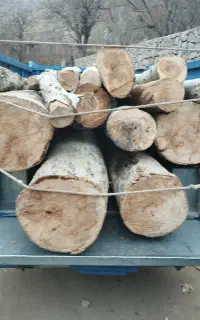 خرید چوب و اره موتوری. هرس کاری تسویه رو باسکول