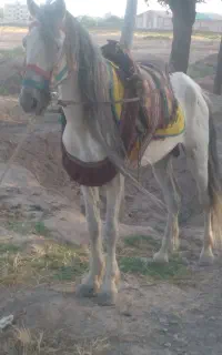 اسب زیبا