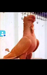 راننده پایه یک