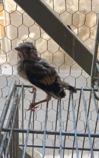 جوجه سهره سرلاکی زاده قفس