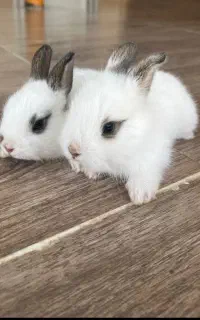 بچه خرگوش لوپ جرسی