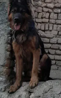 سگ ژرمن فروشی