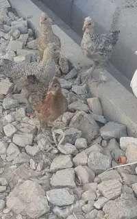جوجه محلی
