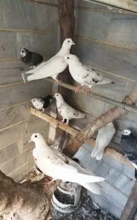 کبوتر فروشی