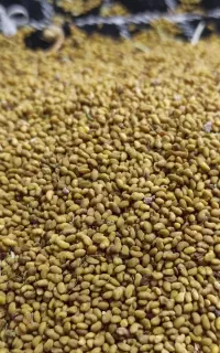 بذر یونجه همدانی پایه بلند