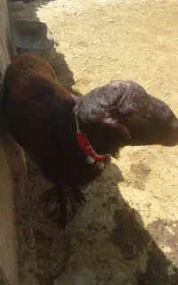 شیشک قوچ جوان