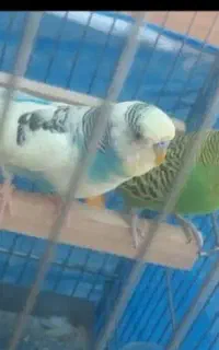مرغ عشق