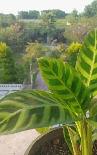 گل زیبای مارانتای مخملی
