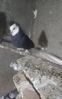 کبوتر شازده