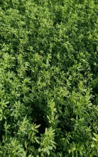 یونجه کوبیده و یونجه پرس