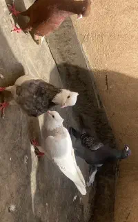 سلام حیون جفتگاه و پرش