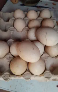 تخم  برهما لایت اصیل نطفه دار ۵۰ تومن