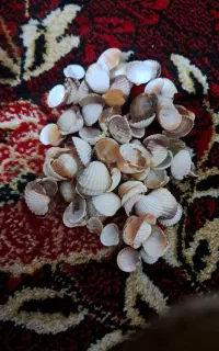 صدف