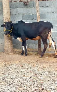 4 راس گاو ماده گوساله .. لیشه چالوسی