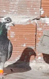 کبوتر ابلغ چاپی